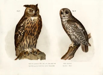 Uhu, 1864